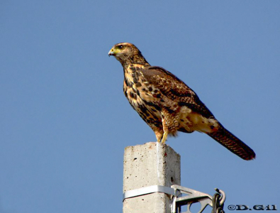 GAVILÁN MIXTO (Parabuteo unicinctus) - (Inmaduro) Ruta 102-Colonia Nicolich-CANELONES (Agosto 2010)
